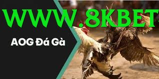 Đá Gà Trực Tiếp - 8kbet